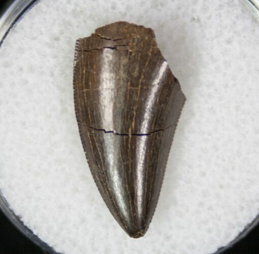 Tyrannosaurid Tooth Tip - Montana #9985